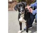 Adopt Colt E a Hound (Unknown Type) dog in Fairfax Station, VA (41542275)