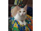 Adopt Leroy a Domestic Shorthair cat in Fairfax Station, VA (41542274)