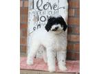 Adopt ZOEY a White - with Black Goldendoodle / Mixed dog in Greenville