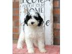 Adopt ZEKE a White - with Black Goldendoodle / Mixed dog in Greenville