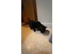 Adopt lester a Black (Mostly) American Shorthair / Mixed (short coat) cat in