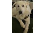 Adopt Noah a White - with Tan, Yellow or Fawn Alaskan Malamute / Mixed dog in
