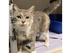 Adopt Nelly a Gray or Blue Domestic Shorthair / Mixed Breed (Medium) / Mixed