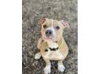 Adopt Saint a Tan/Yellow/Fawn American Pit Bull Terrier / Mixed Breed (Medium) /