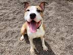 Adopt Rylo a Tan/Yellow/Fawn American Staffordshire Terrier / American Pit Bull