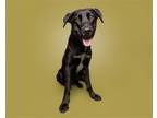 Adopt Slim a Mixed Breed (Medium) / Mixed dog in Durham, NC (41499739)
