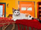 Adopt Tori a Calico or Dilute Calico Domestic Shorthair (short coat) cat in