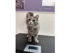 Adopt Olive a Domestic Mediumhair / Mixed cat in Albuquerque, NM (41542075)