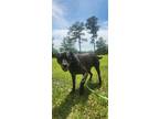 Adopt Blackjack a Black - with White Labrador Retriever / Mixed dog in Glenwood