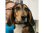 Adopt Andy Jr. a Beagle / Mixed dog in Salisbury, MD (41491596)