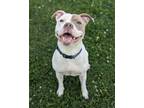 Adopt Grab N Go a American Pit Bull Terrier / Mixed dog in Richmond