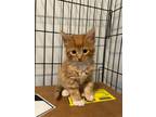 Adopt Colby a Orange or Red (Mostly) Domestic Shorthair / Mixed (short coat) cat