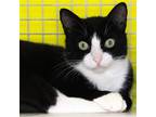 Adopt Dax a Black & White or Tuxedo Domestic Shorthair / Mixed (short coat) cat