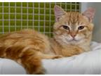 Adopt Wrigley a Domestic Shorthair / Mixed (short coat) cat in Wilmington