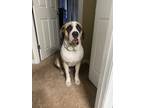 Adopt Mylo a White - with Brown or Chocolate Mastiff / Mixed dog in Hyattsville