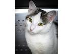 Adopt Dapper Dan a Domestic Shorthair / Mixed (short coat) cat in Wilmington