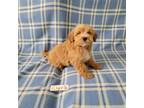 Maltipoo Puppy for sale in Hopkinsville, KY, USA