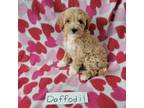 Maltipoo Puppy for sale in Hopkinsville, KY, USA