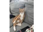 Adopt Amber a Orange or Red American Shorthair / Mixed (short coat) cat in