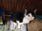 Adopt Candy a Domestic Shorthair / Mixed (short coat) cat in Angola