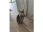 Adopt Phoebe a Gray or Blue Domestic Shorthair / Mixed (short coat) cat in
