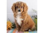 Adopt GEORGIE a Tan/Yellow/Fawn - with White Cavapoo / Mixed dog in Greenville
