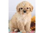 Adopt GLITTER a Tan/Yellow/Fawn - with White Cavapoo / Mixed dog in Greenville