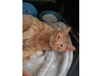 Adopt Cheeto a Orange or Red Tabby Domestic Shorthair (short coat) cat in