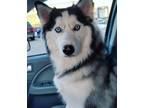 Adopt nova a Black - with White Shepsky / Mixed dog in Wyoming, MI (41542088)
