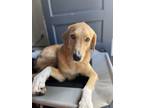 Adopt Lilli a Tan/Yellow/Fawn - with White Great Pyrenees / Akbash / Mixed dog