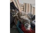 Adopt Cuddles a Gray or Blue Domestic Longhair (long coat) cat in Parker