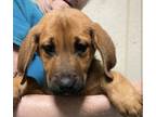 Adopt Kenny Chesney a Black - with Tan, Yellow or Fawn Hound (Unknown Type) /