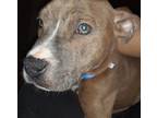 Adopt Unnamed a Brindle American Pit Bull Terrier / Boxer / Mixed dog in Saint