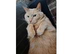 Adopt Shadow a Orange or Red Domestic Shorthair (short coat) cat in Parker