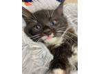 Adopt Chaos a Black & White or Tuxedo Domestic Longhair (long coat) cat in