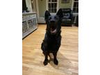 Adopt Orso a Black German Shepherd Dog / Mixed dog in Attleboro, MA (31273015)