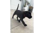 Adopt Lucky a Black Labrador Retriever / German Shepherd Dog / Mixed dog in