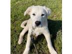 Adopt Pearl Robinson a Tan/Yellow/Fawn Great Pyrenees / Retriever (Unknown Type)