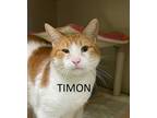 Adopt Timon a Orange or Red Tabby Domestic Shorthair (short coat) cat in Warren