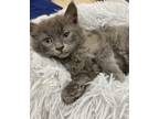 Adopt Cyclops a Gray or Blue Russian Blue (long coat) cat in Dayton