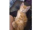 Adopt Toulouse a Orange or Red Tabby / Mixed (medium coat) cat in Bloomsburg