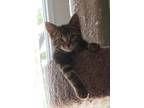 Adopt Ferris a Brown Tabby Domestic Shorthair (short coat) cat in Lansing