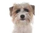 Adopt Muffin a White - with Red, Golden, Orange or Chestnut Terrier (Unknown