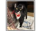 Adopt KIKI a Black & White or Tuxedo Domestic Shorthair (short coat) cat in