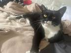 Adopt Emma a Black & White or Tuxedo Domestic Shorthair (short coat) cat in