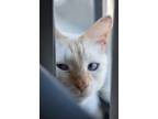 Adopt Casper a Cream or Ivory (Mostly) Siamese / Mixed (short coat) cat in