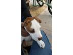 Adopt Gizmo a White - with Red, Golden, Orange or Chestnut Staffordshire Bull