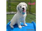 Adopt Bacall a White - with Brown or Chocolate Labrador Retriever / Mixed dog in
