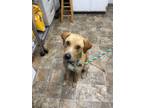 Adopt Declan a Labrador Retriever / Mixed dog in Darlington, SC (41541899)