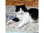 Adopt Jericho a Black & White or Tuxedo Ragdoll (medium coat) cat in